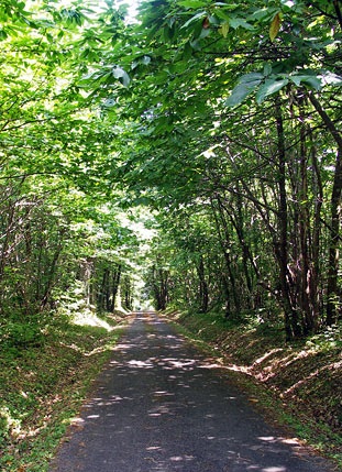 Chemin près de la Tisonnie